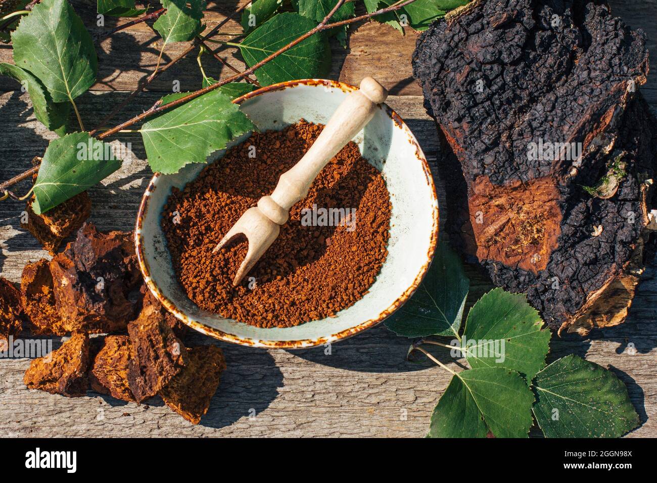 Chaga-Tee - ein starkes Antioxidans, stärkt das Immunsystem. Gesund rein natürlich. Wild Chaga Pilz, Herstellung von Tee, Kaffee und Kräuterhilfsmittel Stockfoto