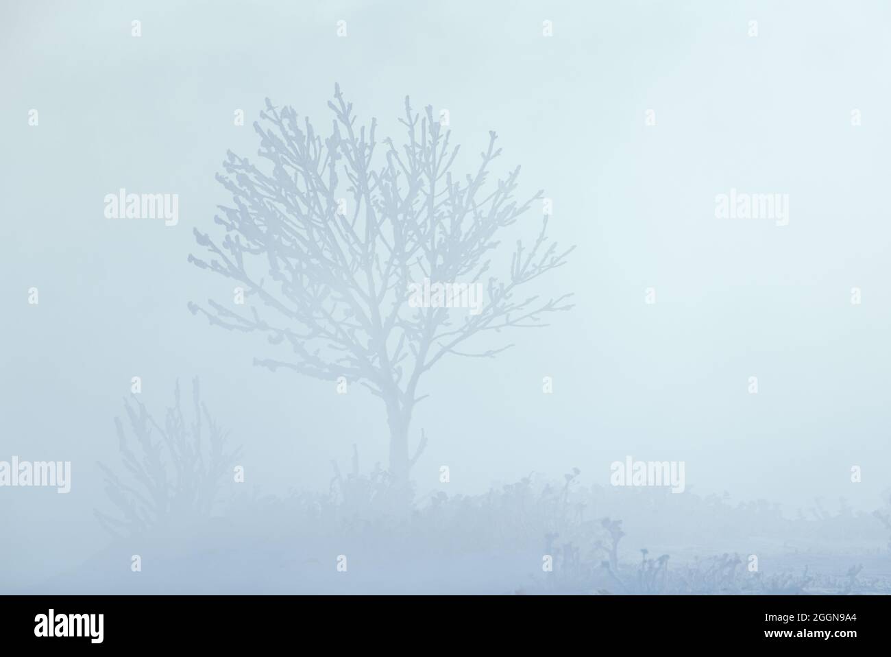 Vollständig gefrorener einsamer Baum, der in extrem dichtem Nebel steht, verursacht durch den Meeresrauch, der in der Nähe der Ostsee in der extrem kalten Winterconditio aufkommt Stockfoto