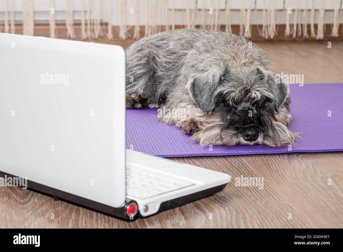 Lustige Haustiere Fitness-Konzept. Ein Haushund liegt auf einer phineas-Matte und schaut auf einen Laptop. Hund meditiert, Träume nach Fitnessübungen, Yoga Stockfoto