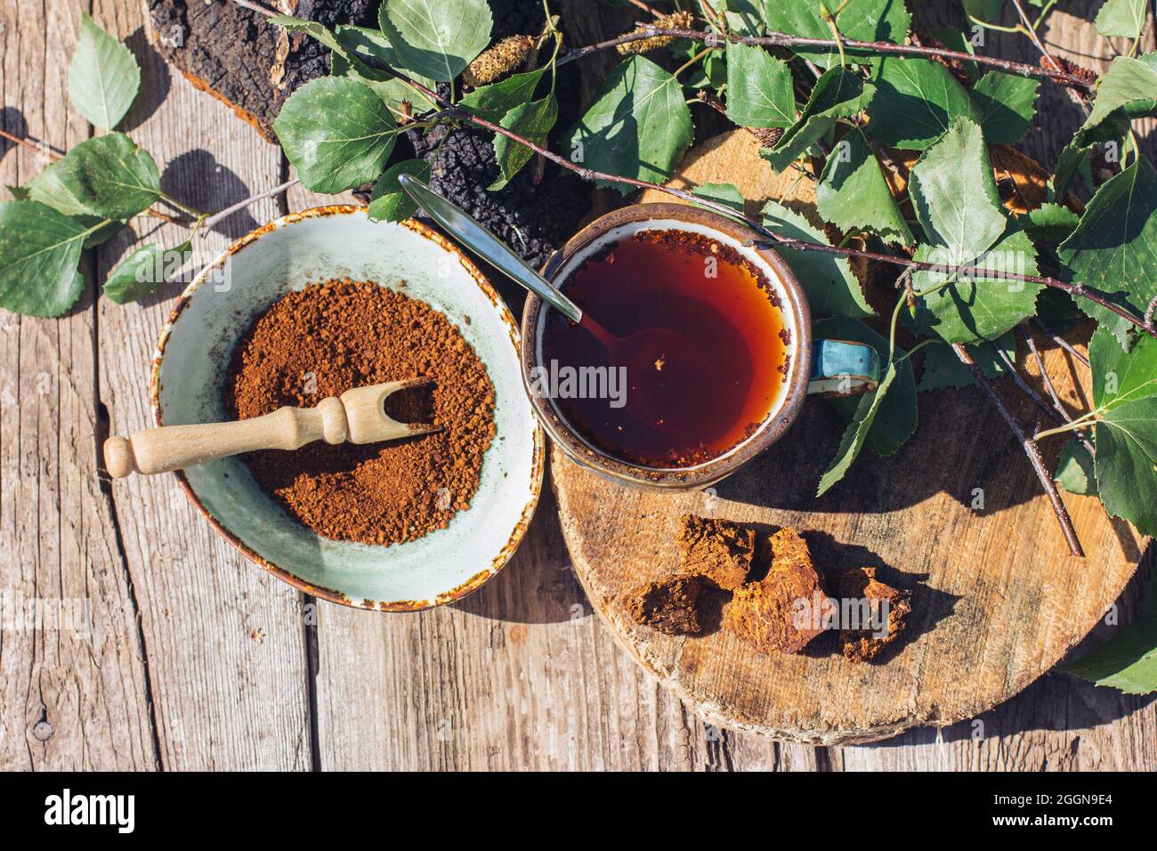 Chaga-Tee - ein starkes Antioxidans, stärkt das Immunsystem. Gesund rein natürlich. Wild Chaga Pilz, Herstellung von Tee, Kaffee und Kräuterhilfsmittel Stockfoto
