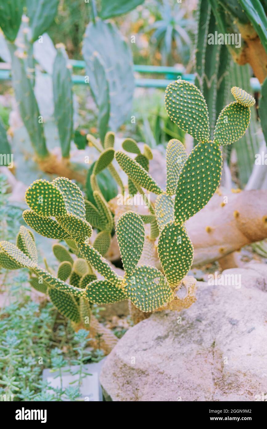 Kakteen wachsen in einem Gewächshaus. Kaktus-Mikrodasys. Stockfoto