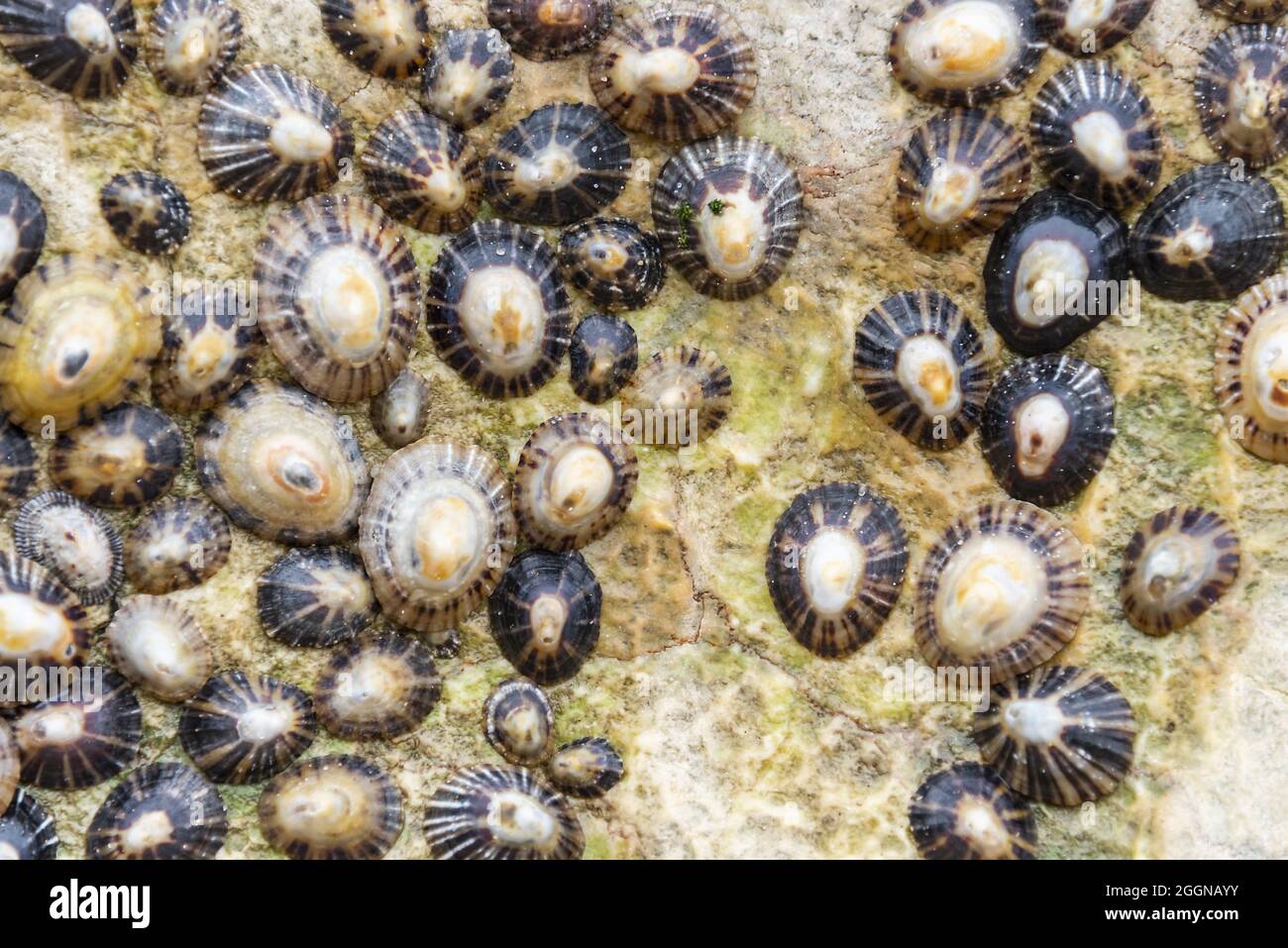 Mehrere gewöhnliche Limpets stecken auf einem Strandfelsen fest Stockfoto