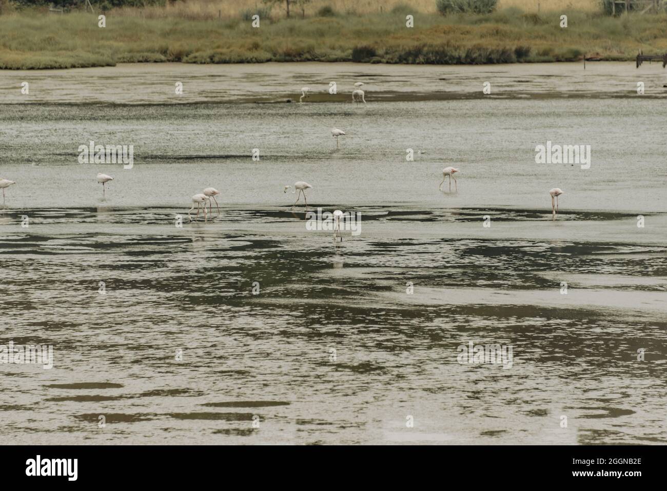 Blick auf die Flamingo-Herde, die im Wasser steht, in Portugal Stockfoto