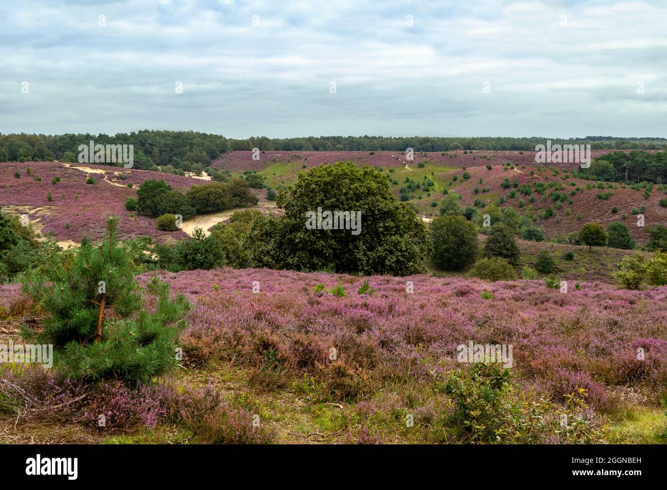 Blühende Heide im Herbst, Posbank-Gebiet, Nationaal Park Veluwezoom, Rheden, Gelderland, Niederlande Stockfoto