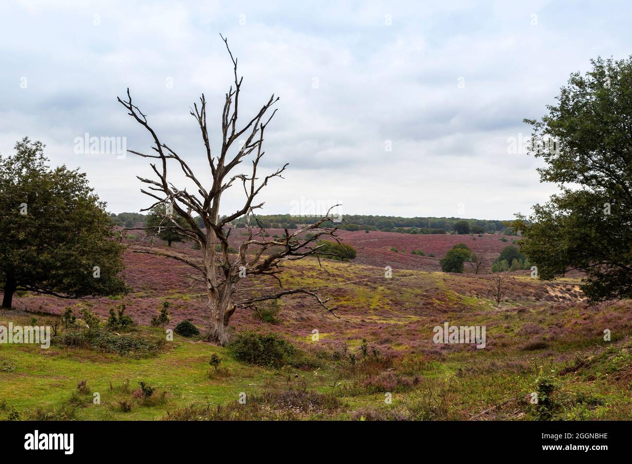 Blühende Heide im Herbst, Posbank-Gebiet, Nationaal Park Veluwezoom, Rheden, Gelderland, Niederlande Stockfoto