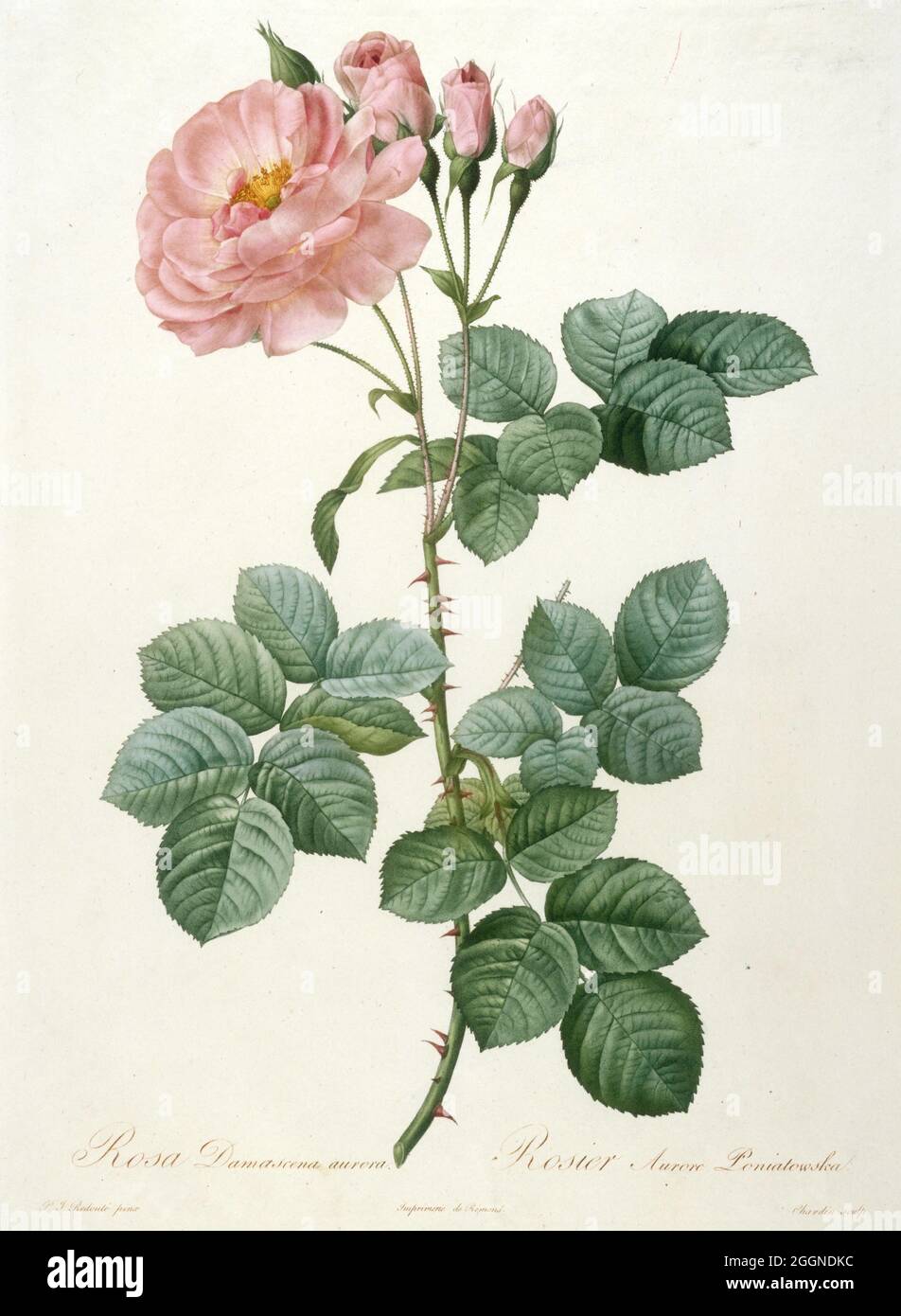 Rosa Damascena aurora, Rosier Aurore Poniatowska (aus La Couronne de Roses). Museum: PRIVATE SAMMLUNG. Autor: Pierre-Joseph Redouté. Stockfoto