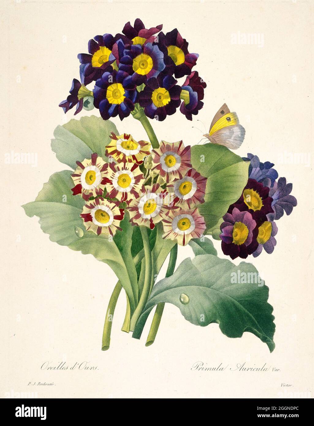 Primula auricula (Primeln). Museum: PRIVATE SAMMLUNG. Autor: Pierre-Joseph Redouté. Stockfoto