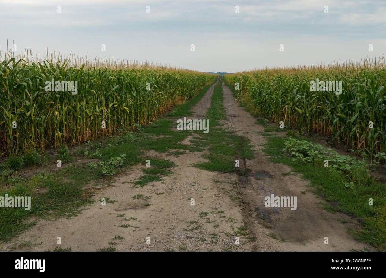 Smmer Landschaft mit leerer Rückstraße durch Maisfeld im Oblast Poltawskaja, Ukraine Stockfoto
