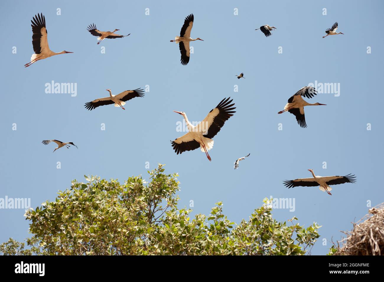 Asian White Coloured Open Billed Storch, Anastomus oscitans, India White Storch, ein großer Watvögel aus der Storchfamilie Ciconiidae und generisch für alle h Stockfoto