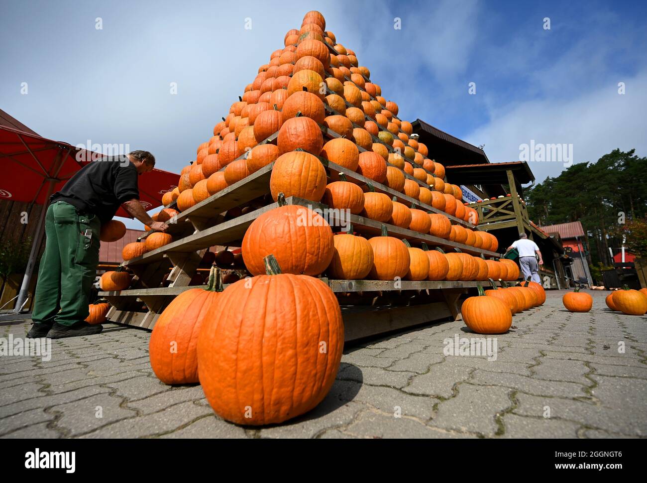Klaistow, Deutschland. September 2021. Mitarbeiter Detlef baut vor der Eröffnung der Kürbisausstellung auf dem Gelände der Spargel- und Erlebnisfarm eine Kürbispyramide. Die Ausstellung ist am 4. September für Besucher geöffnet und läuft bis zum 7. November 2021. Bei der größten Kürbisveranstaltung in der Region geht es in diesem Jahr um Musik. Insgesamt werden mehr als 500 verschiedene Kürbissorten ausgestellt. Quelle: Monika Skolimowska/dpa-Zentralbild/dpa/Alamy Live News Stockfoto