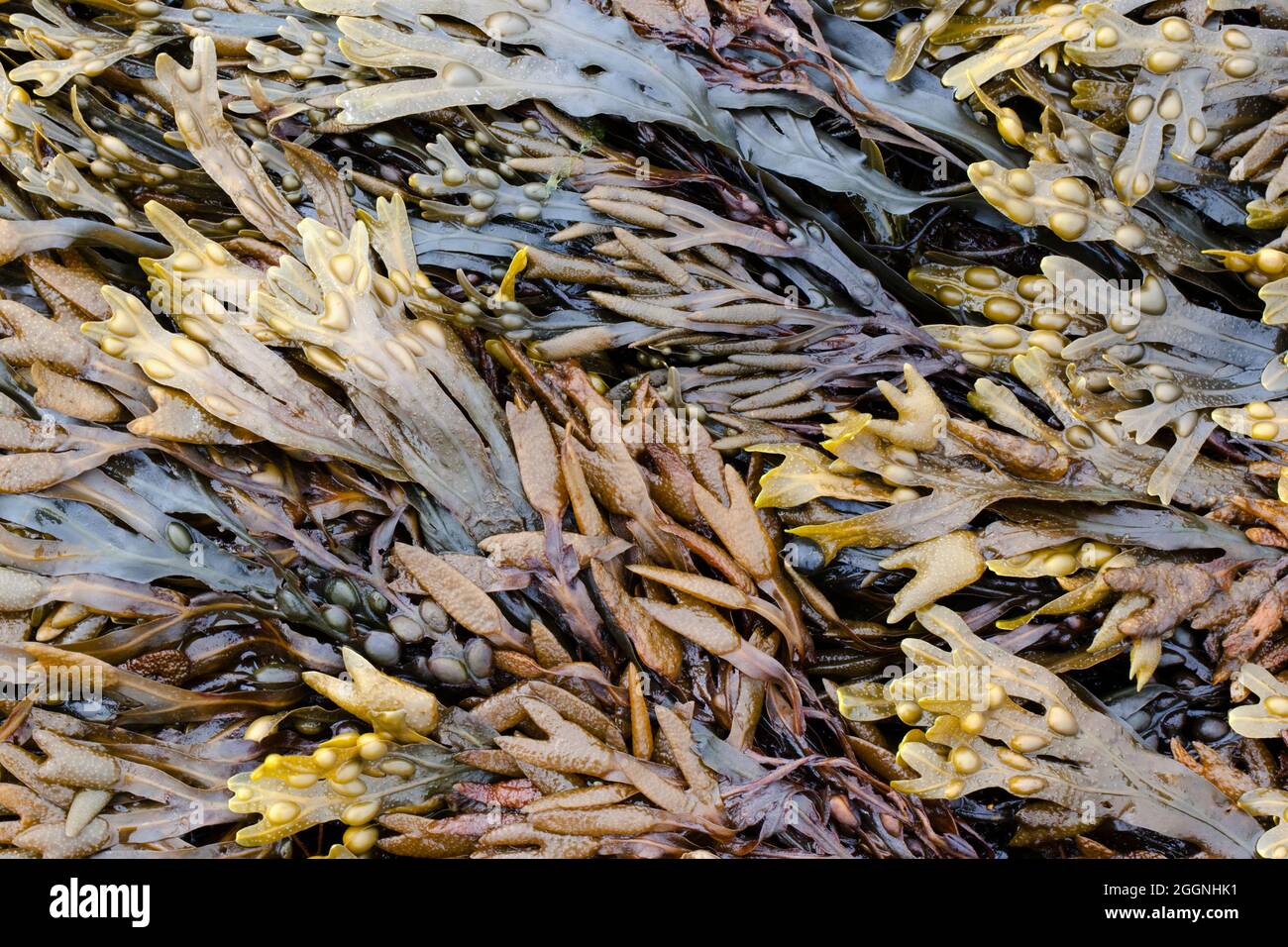 Gemischte Algen am Ufer, Northumberland, UK Stockfoto