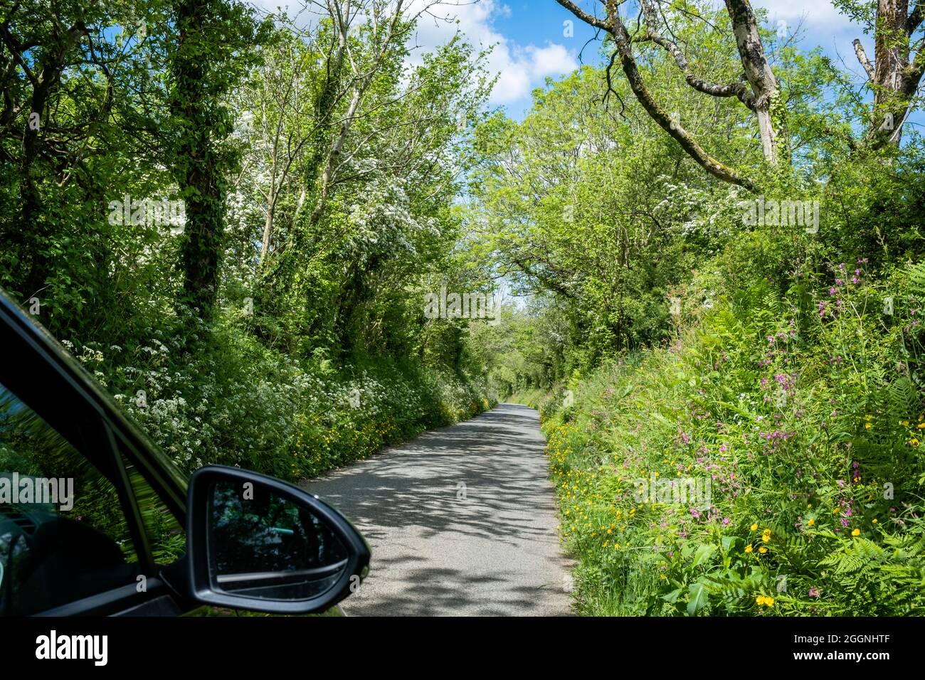 Schmale Landstraße mit grüner hoher Hecke auf beiden Seiten im Gwaun Valley Pembrokeshire Wales Stockfoto