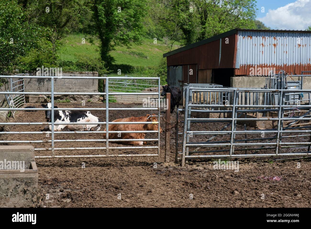 Kleiner landwirtschaftlicher Hof mit zwei Rindern, die ruhen Stockfoto