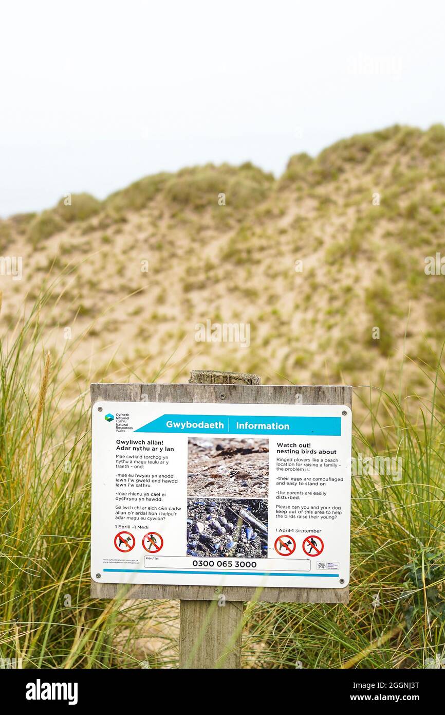 Informationstafel in den Küstensanddünen, die Touristen auf ihrem Spaziergang zum Badestrand, Wales, Großbritannien, vor brütenden Vögeln warnen sollen. Stockfoto