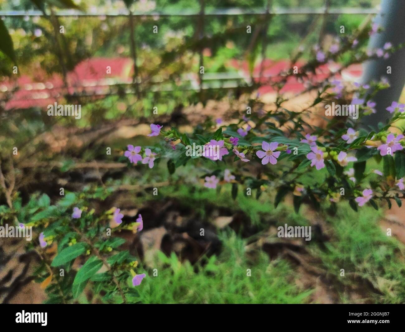 Kleine violette Blüten blühen im bergigen Hochland Stockfoto