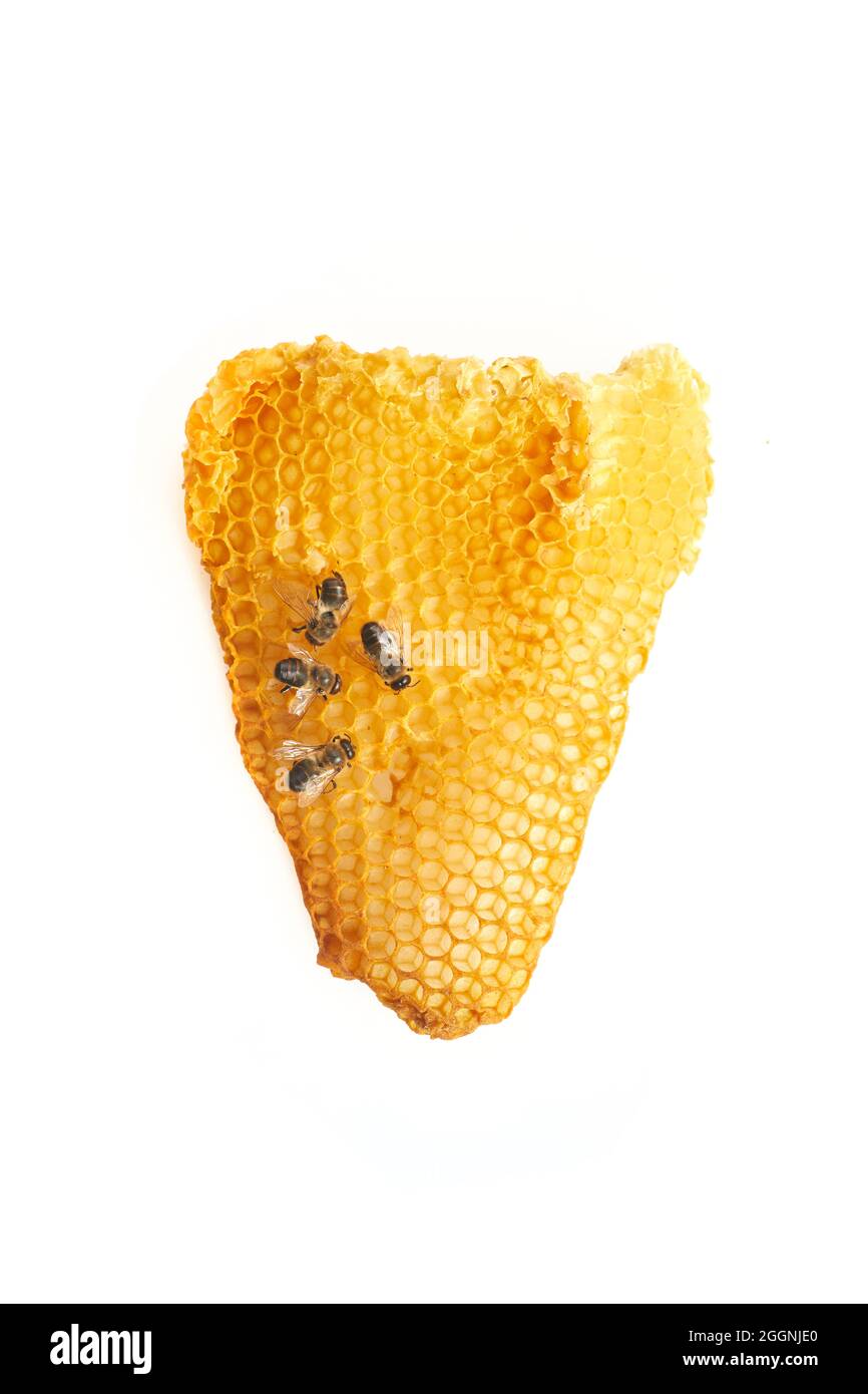 Nationaler Honigbienentag. Bienen kriechen auf Waben. Stockfoto