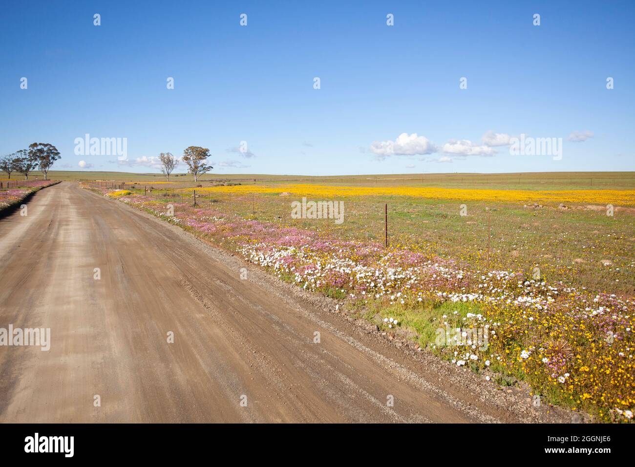 Hantam National Botanical Gardens Stockfoto