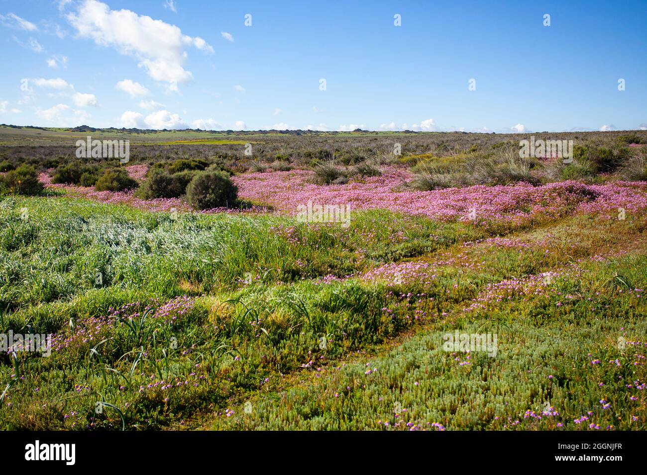 Blumenfeld Hantam National Botanical Gardens Stockfoto