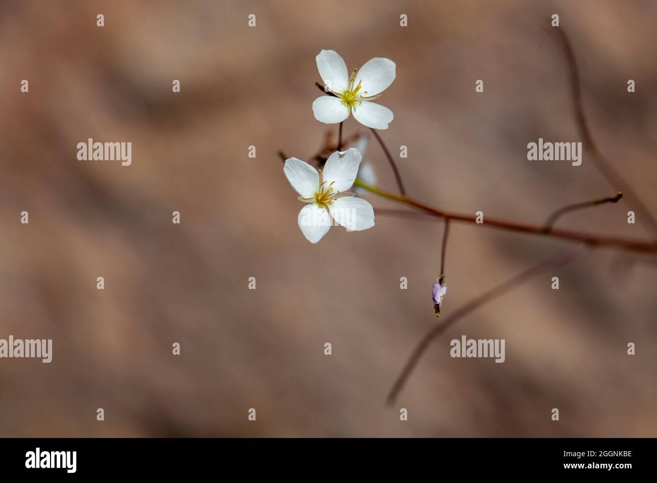 Kleine zarte weiße Namaqualand-Blüten Stockfoto