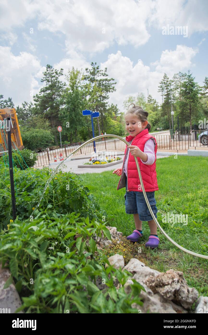Kleines Mädchen wässert Tomaten und Pfeffer Sämlinge in ihrem Garten mit einem Gartenschlauch. Selektiver Fokus. Stockfoto