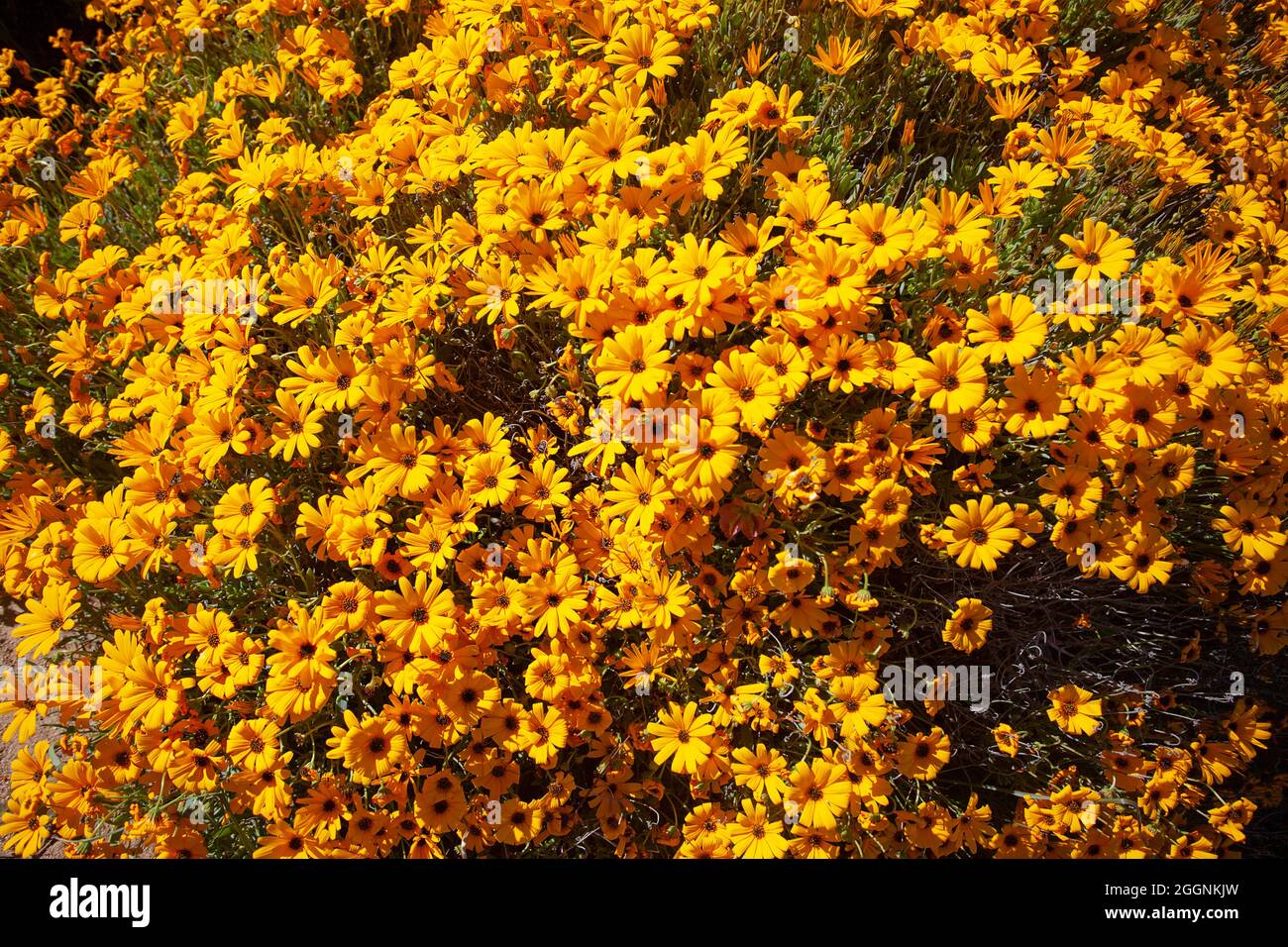 Orangefarbene Namaqualand-Gänseblümchen Stockfoto