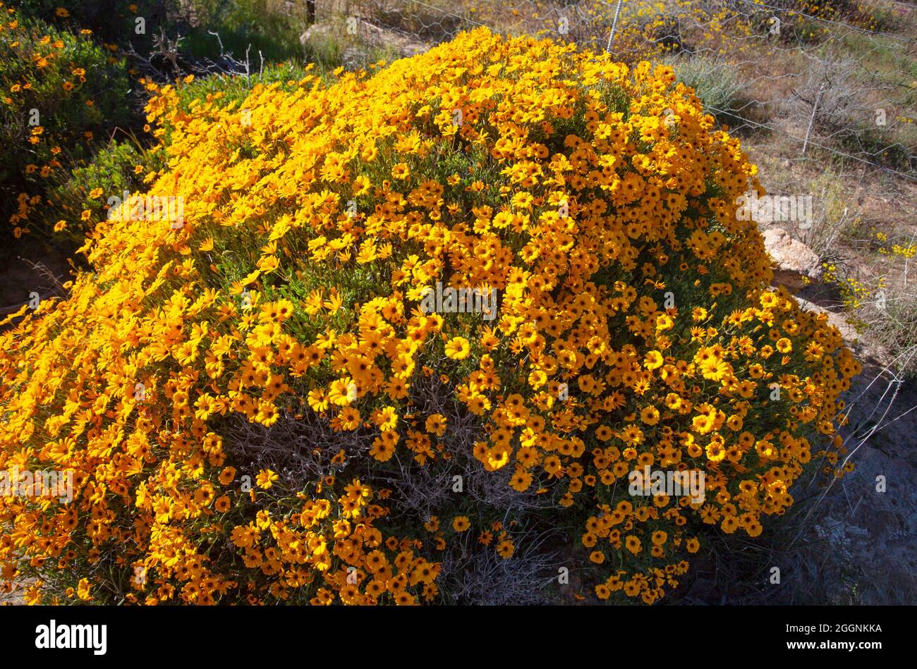 Orangefarbene Namaqualand-Gänseblümchen Stockfoto
