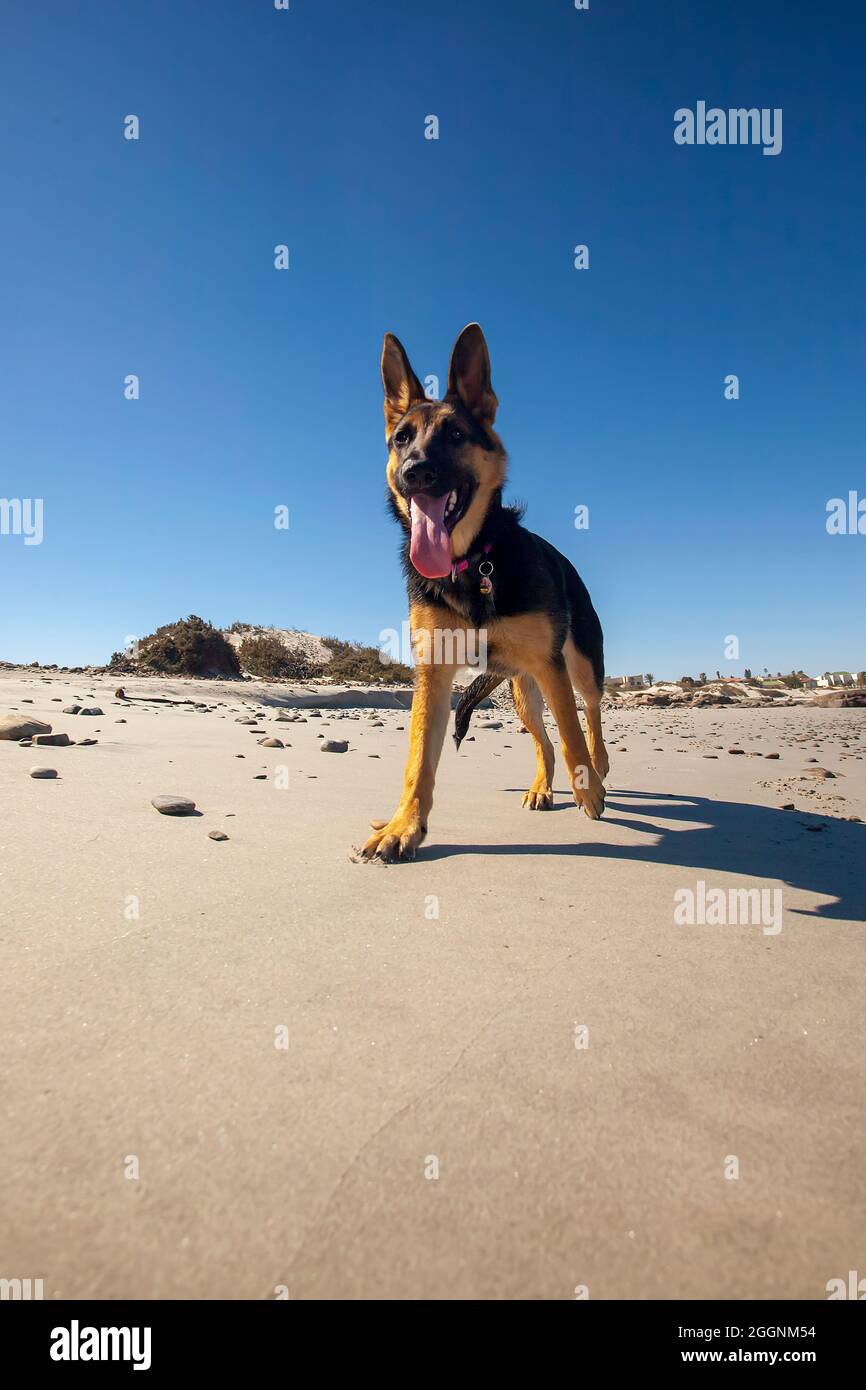 Deutscher Schäferhund am Strand von Port Nolloth, Westkap. Stockfoto