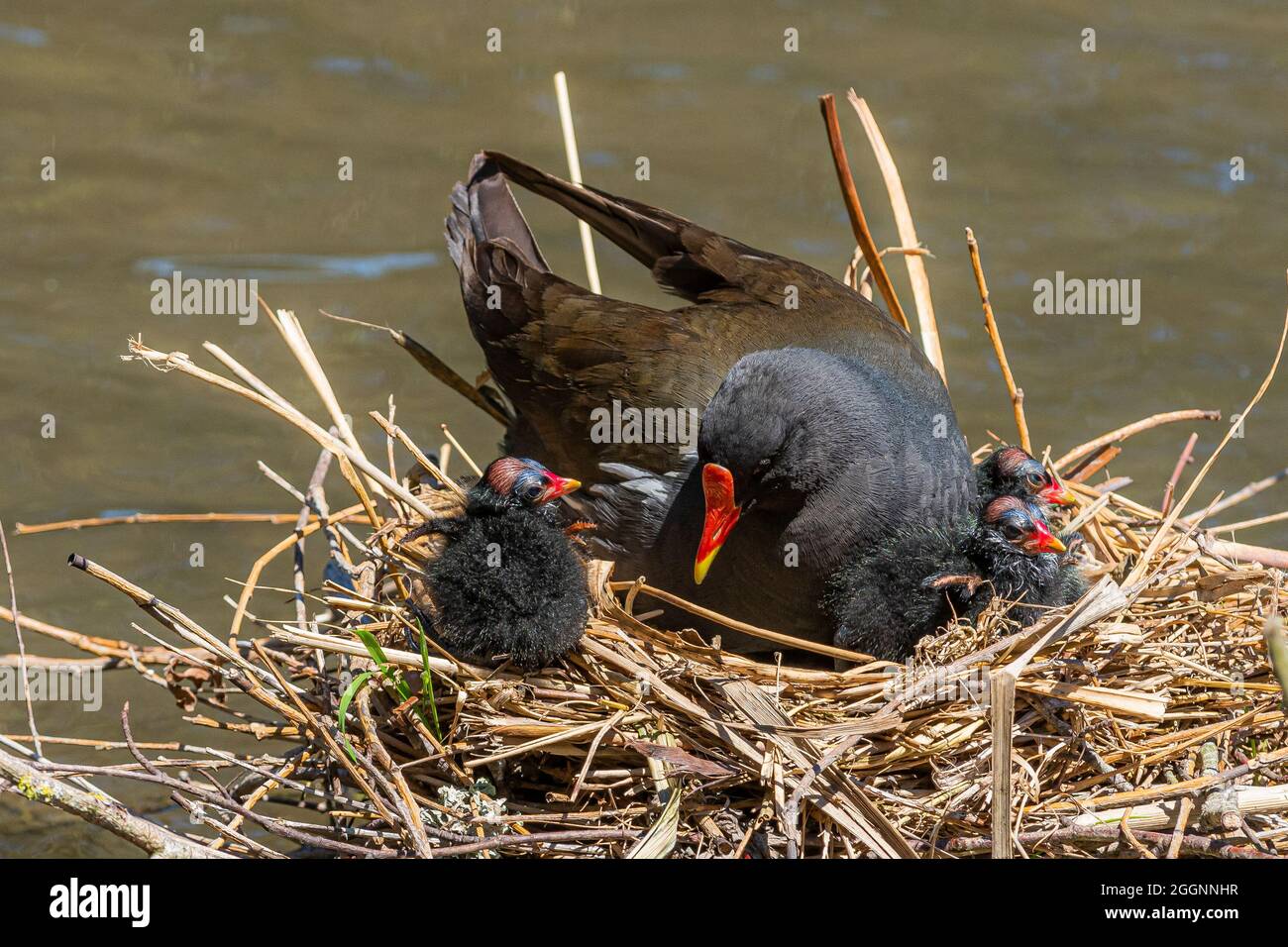 Ein Gallinule Moorhen und Küken auf einem Nest in einem See. Stockfoto