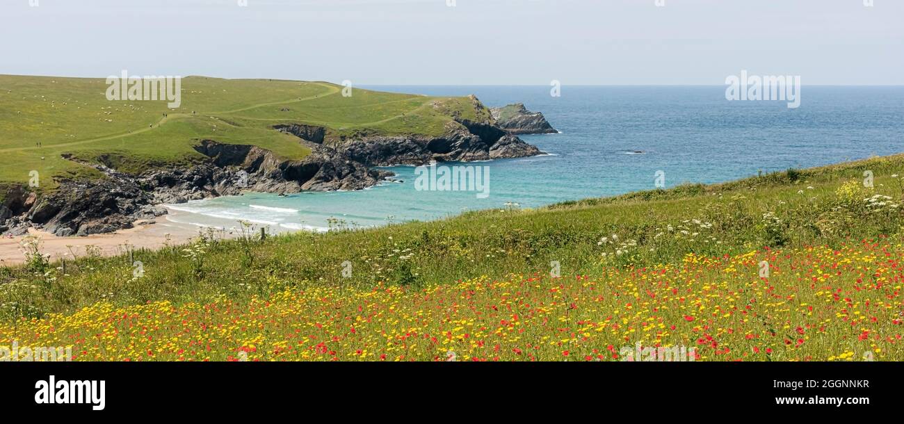 Ein Panoramabild der Ackerfelder der Papaver-Rhoeas von Mohnblumen und des Segetums von Corn Marigolds Glebionid mit Blick auf das abgeschiedene Polly Joke Porth Stockfoto