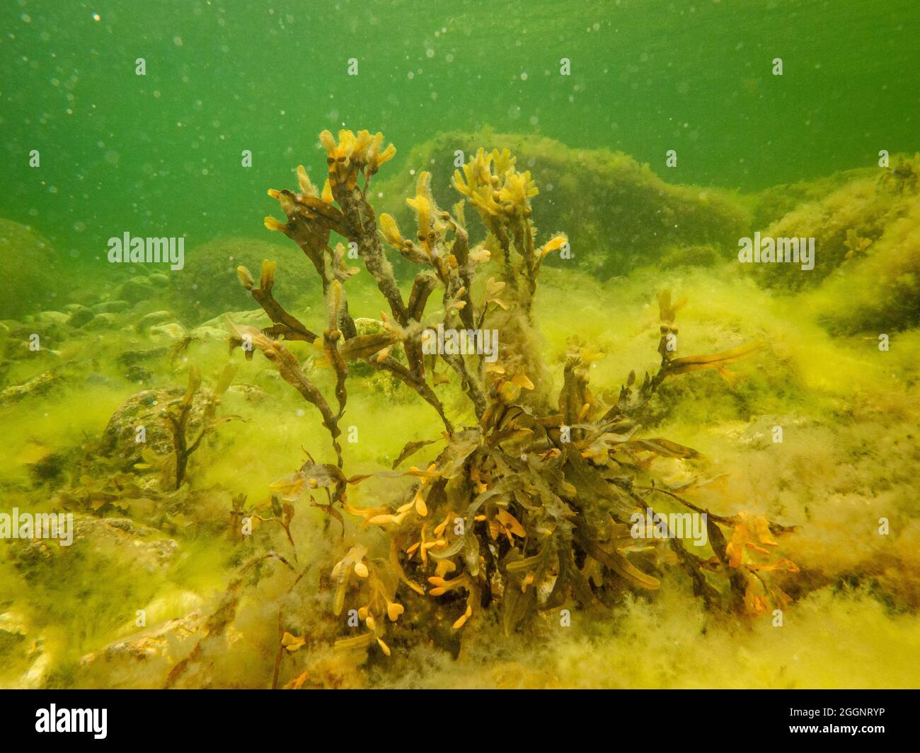 Fucus vesiculosus, gebräuchliche Namen Blasentang, schwarzer tang, Steinkraut, Blasenfucus, Seeeiche, geschnittenes Unkraut, Färbefucus, Rotfucus und Steinrack. Es war die ursprüngliche Quelle von Jod Stockfoto