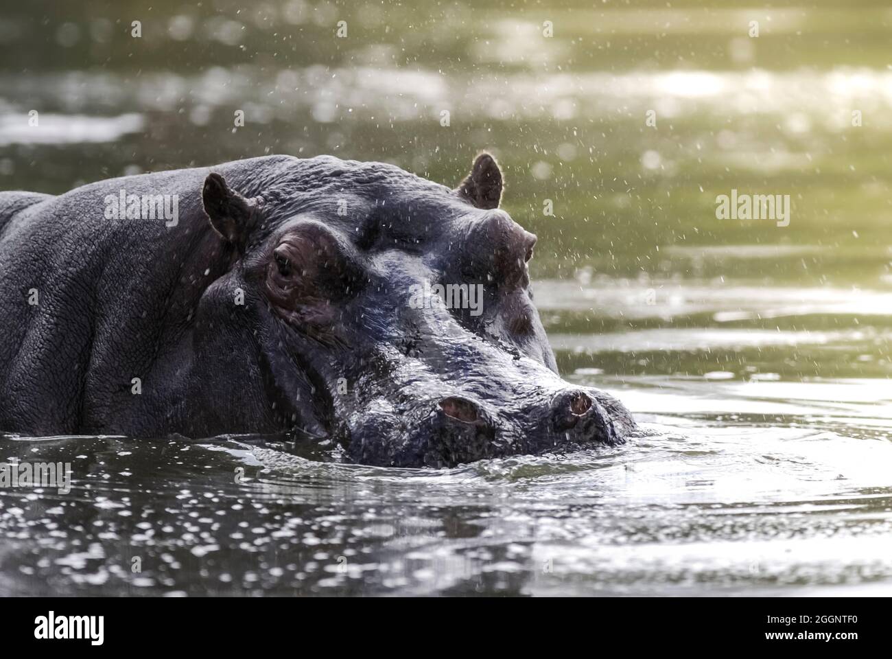 Hippopotamus in Feuchtgebieten, African Savannah, Südafrika. Stockfoto