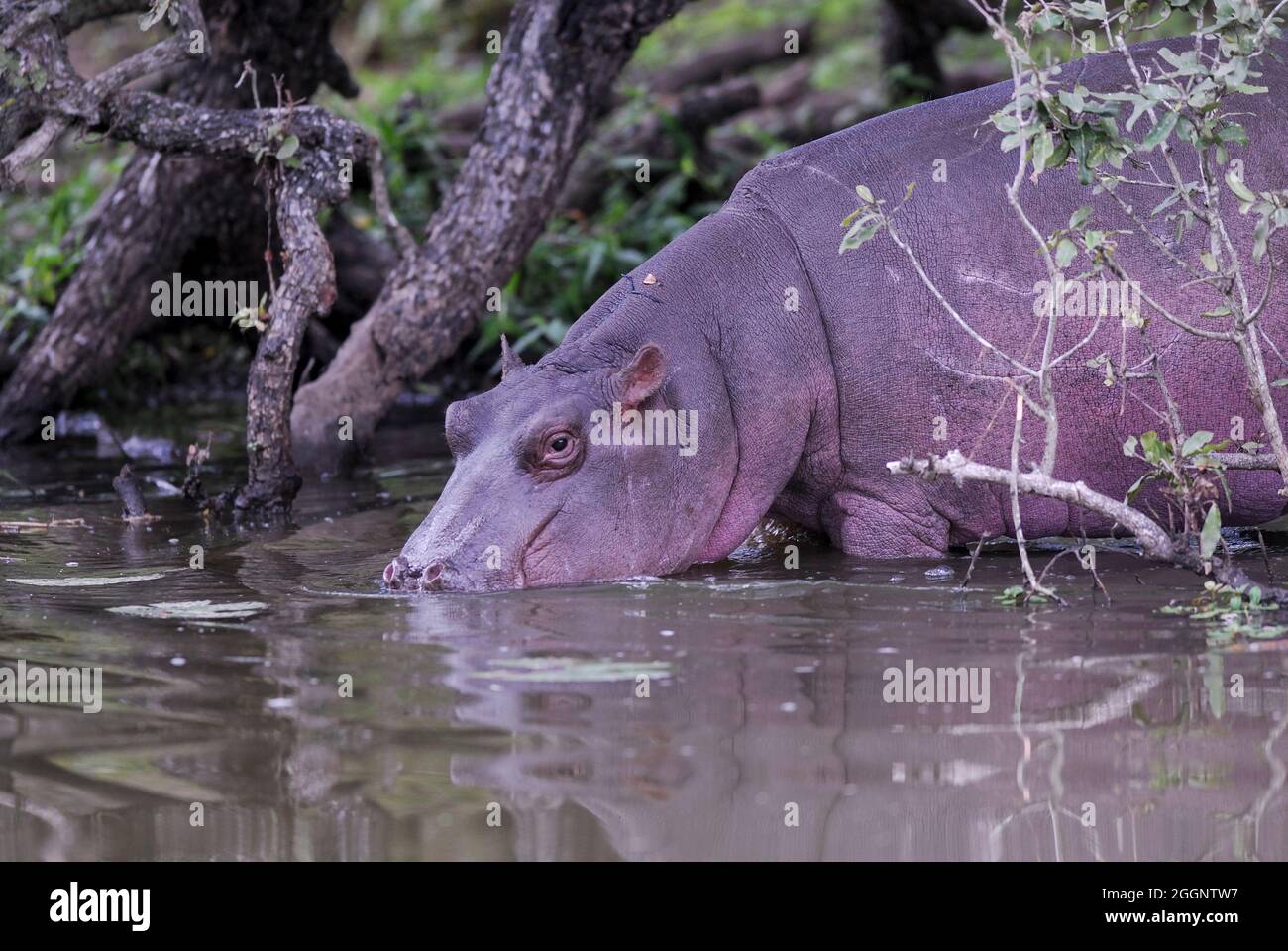 Hippopotamus in Feuchtgebieten, African Savannah, Südafrika. Stockfoto
