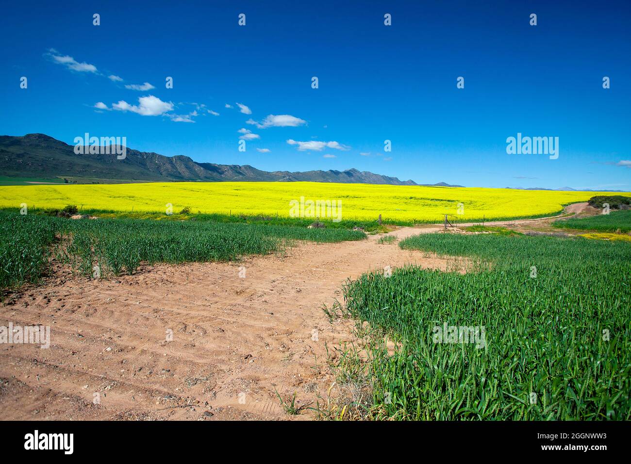 N7 in der Nähe von R365, Cederberg, Westkap, Südafrika. Rapsfelder / Raps in voller Blüte. Stockfoto