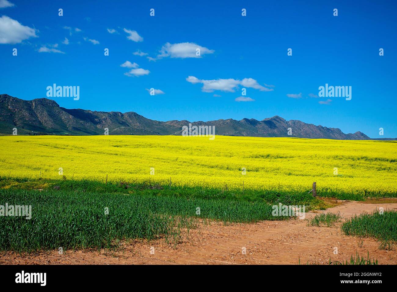 N7 in der Nähe von R365, Cederberg, Westkap, Südafrika. Rapsfelder / Raps in voller Blüte. Stockfoto