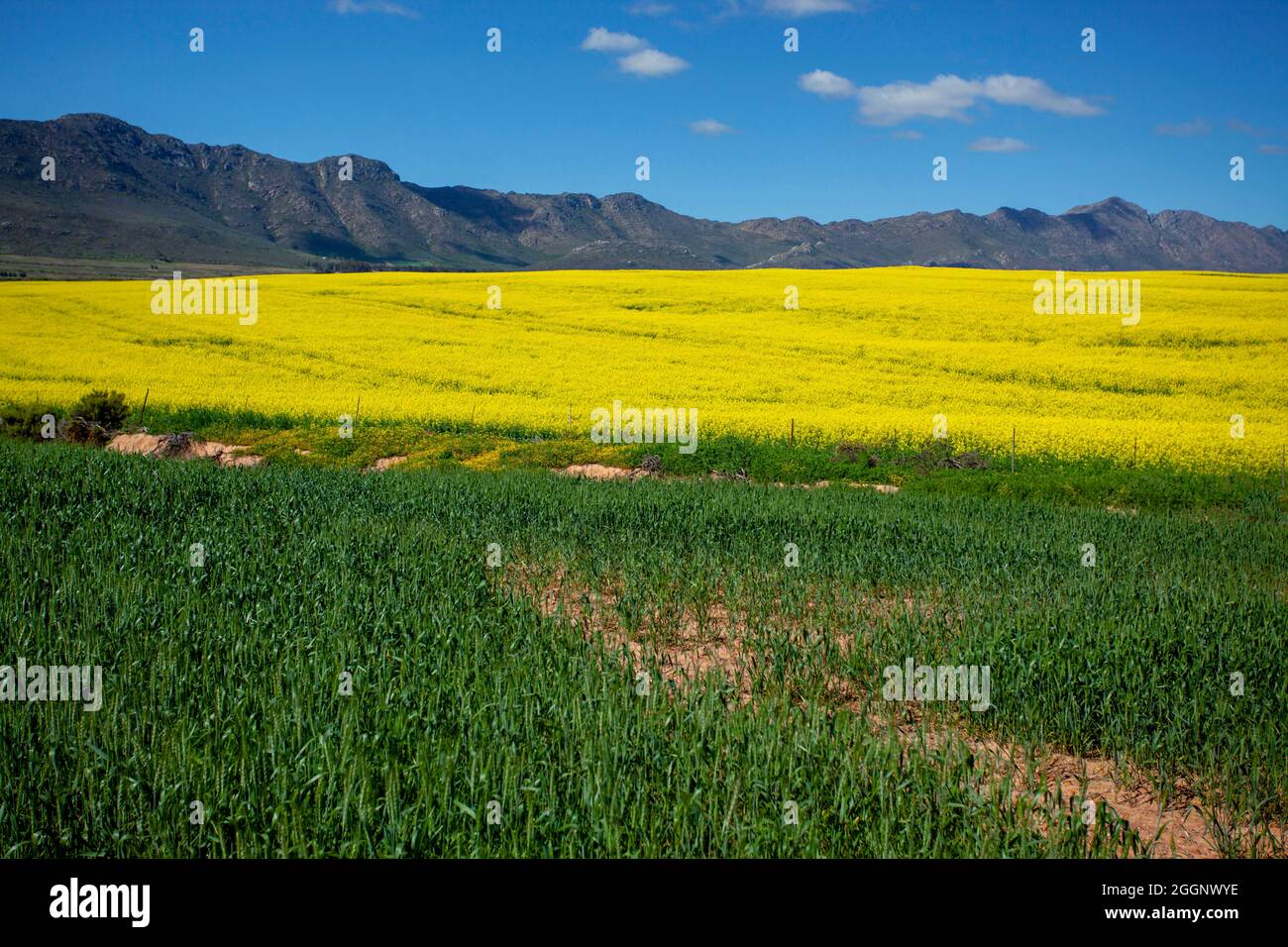 N7 in der Nähe von R365, Cederberg, Westkap, Südafrika. Rapsfelder / Raps in voller Blüte. Stockfoto