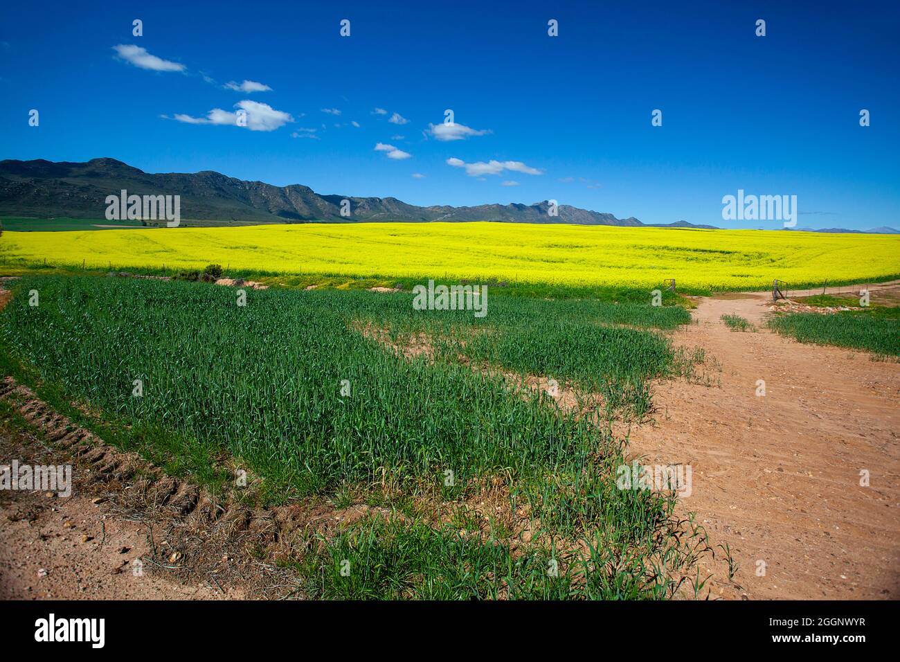 N7 in der Nähe von R365, Cederberg, Westkap, Südafrika. Rapsfelder / Raps in voller Blüte. Stockfoto
