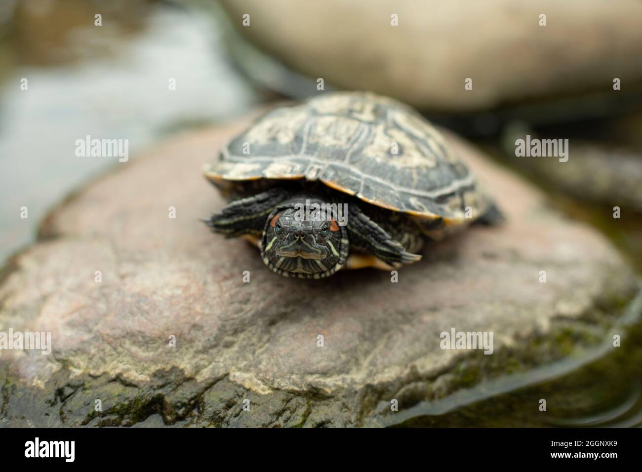 Eine Schildkröte sitzt auf einem Platz im Park. Die Schildkröte kletterte aus dem Wasser auf einen Kieselstein. Das Reptil ruht in der Schale. Stockfoto