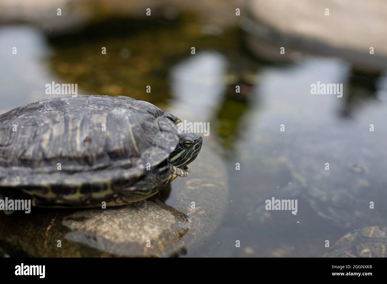 Eine Schildkröte sitzt auf einem Platz im Park. Die Schildkröte kletterte aus dem Wasser auf einen Kieselstein. Das Reptil ruht in der Schale. Stockfoto