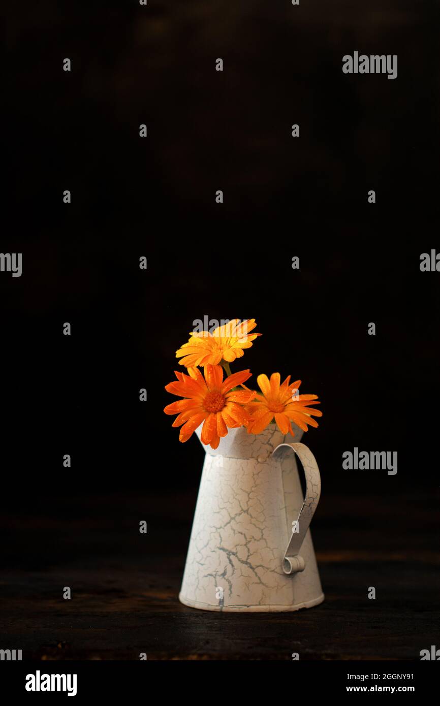 Calendula Bouquet in einer kleinen Vase auf schwarzem Hintergrund. Stockfoto