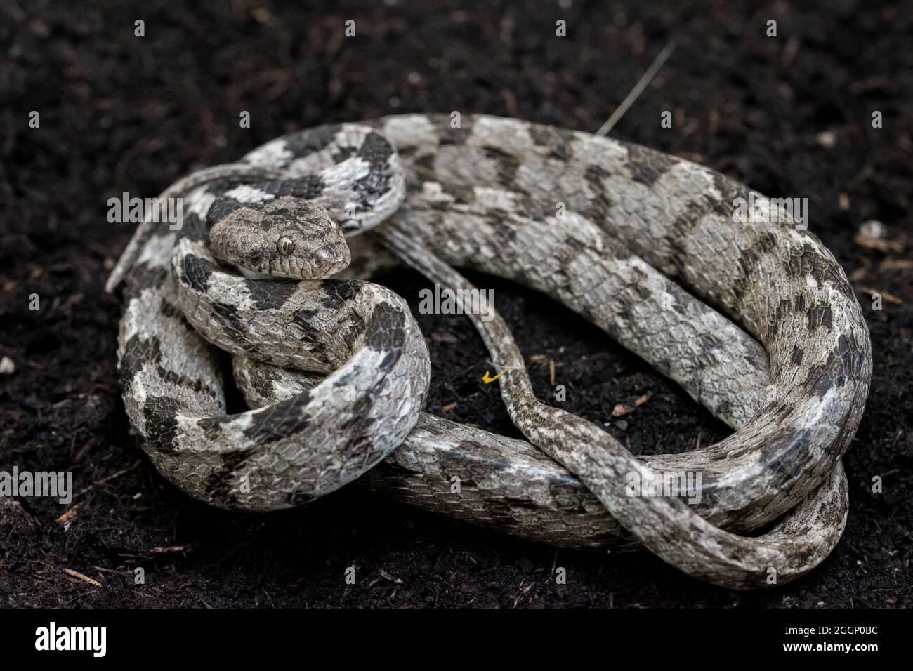 Eine europäische Katzenschlange, oder Soosan Snake, Telescopus fallax, zusammengerollt und starrend, in Malta. Stockfoto