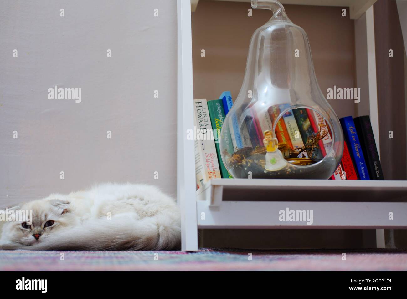 White Fury Scottish Fold Cat In Der Nähe Von Büchern Im Innenbereich Stockfoto