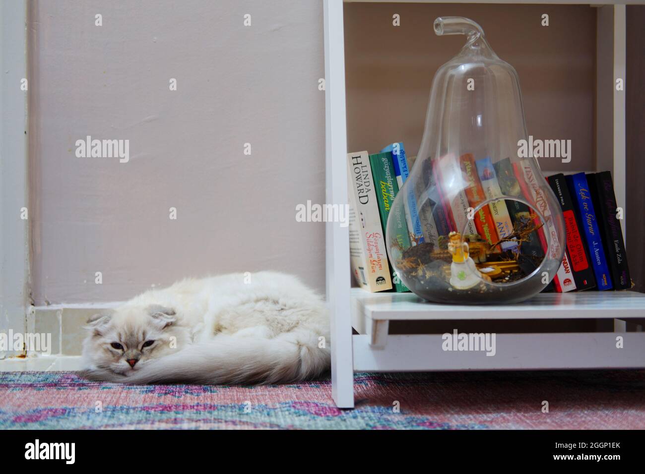 White Fury Scottish Fold Cat In Der Nähe Von Büchern Im Innenbereich Stockfoto