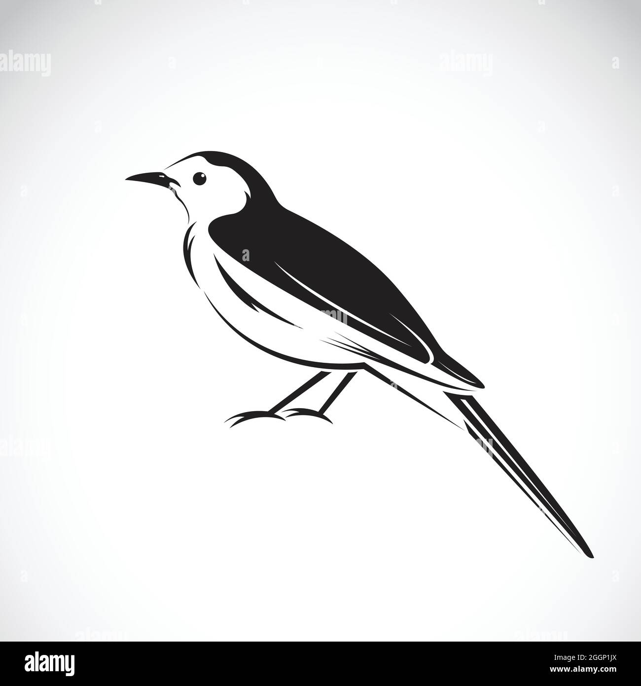 Vektor von Elster-Design auf weißem Hintergrund. Vogelsymbol. Leicht editierbare Vektorgrafik mit Ebenen. Wilde Tiere. Stock Vektor