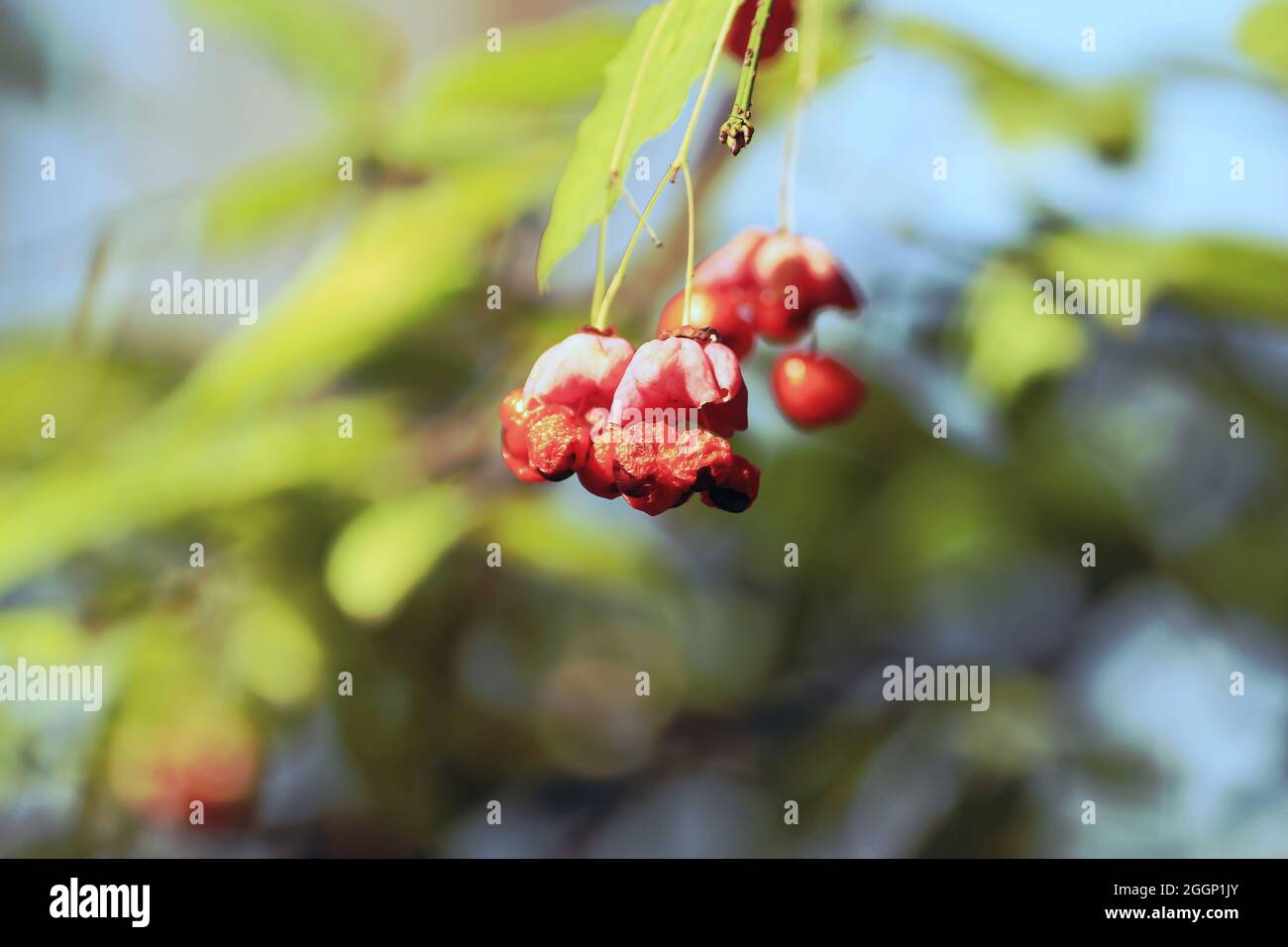 Euonymus verrucosus, warty-belled Spindel. Orange-rosa Beeren auf Ast mit grünem Laub im Sonnenlicht vor blauem Himmel Hintergrund. Aquarelleffekt Stockfoto