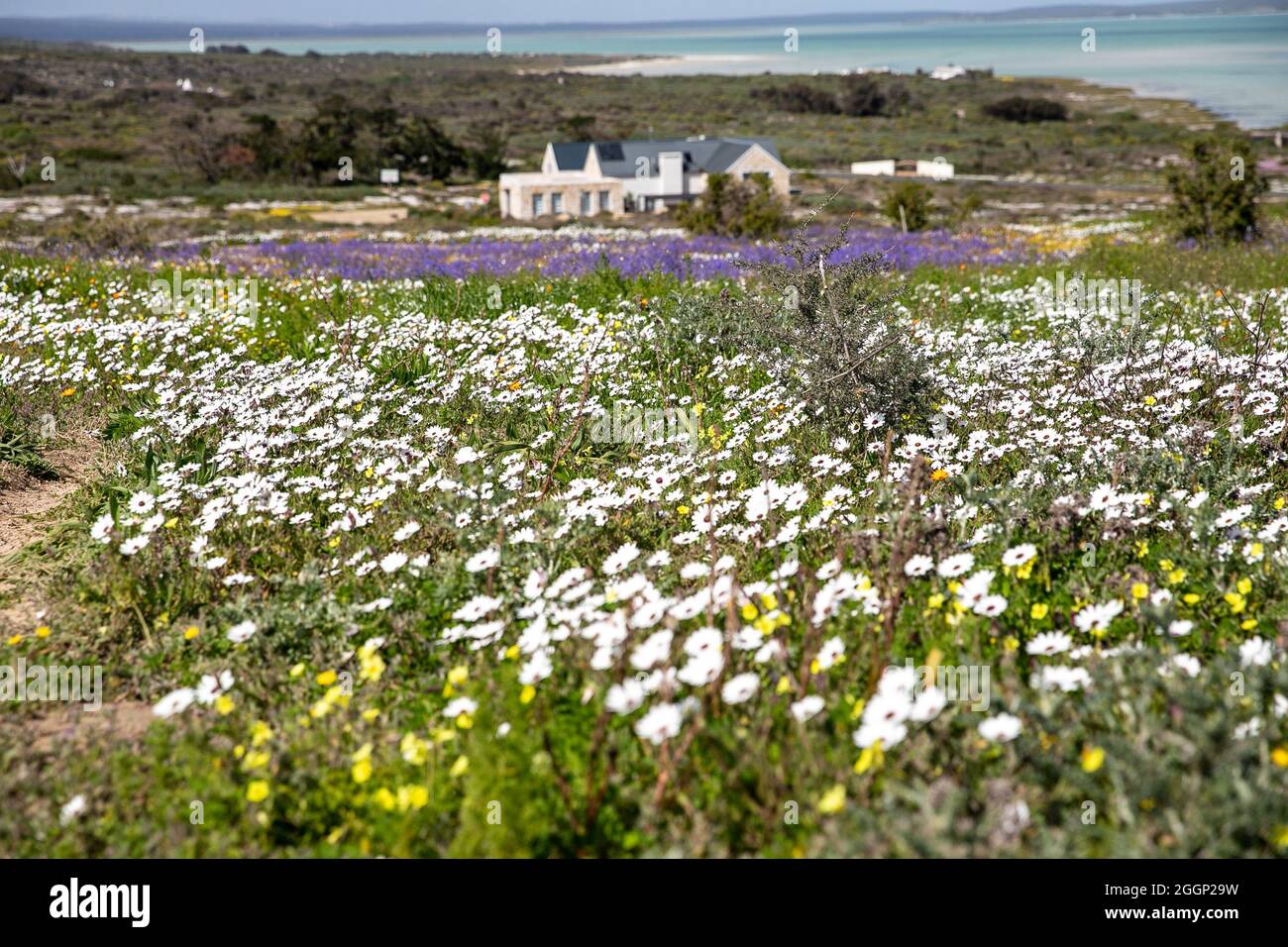 (210902) -- KAPSTADT, 2. September 2021 (Xinhua) -- Wildblumen blühen entlang einer Straße in der Western Cape Province, Südafrika, am 31. August 2021. PASSEND ZU „Feature: Saisonaler Wildblumen-Tourismus in Südafrika blüht trotz COVID-19“ (Xinhua/Lyu Tianran) Stockfoto