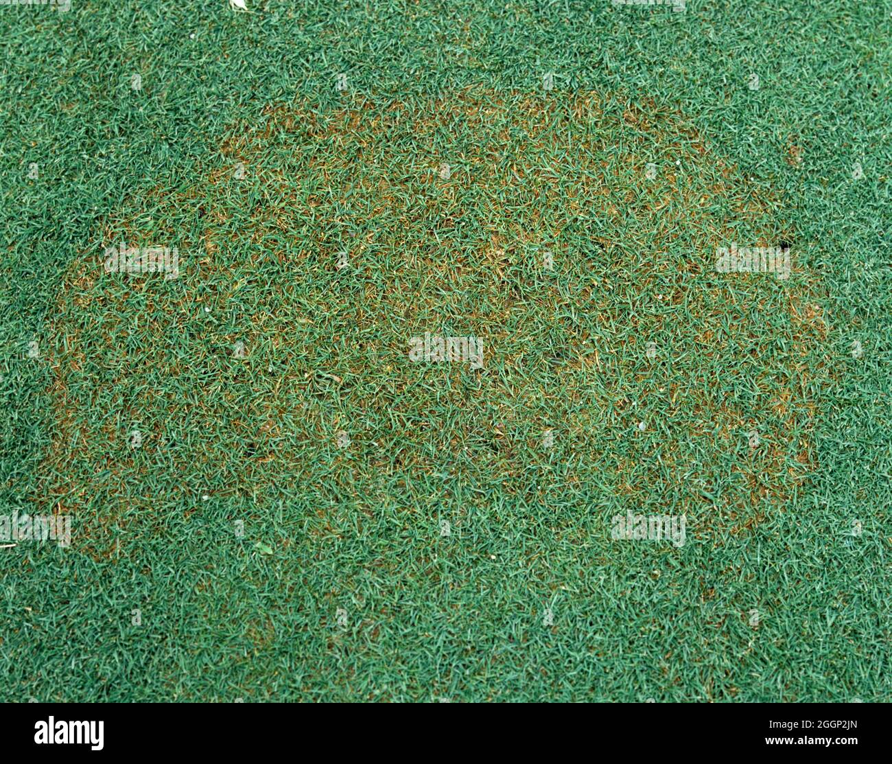 Rhizoctonia Brown Patch (Rhizoctonia solani) Pilzkrankheit infizierten Bereich in der Nähe gemäht kurzen Golf grünen Turfgras, USA Stockfoto