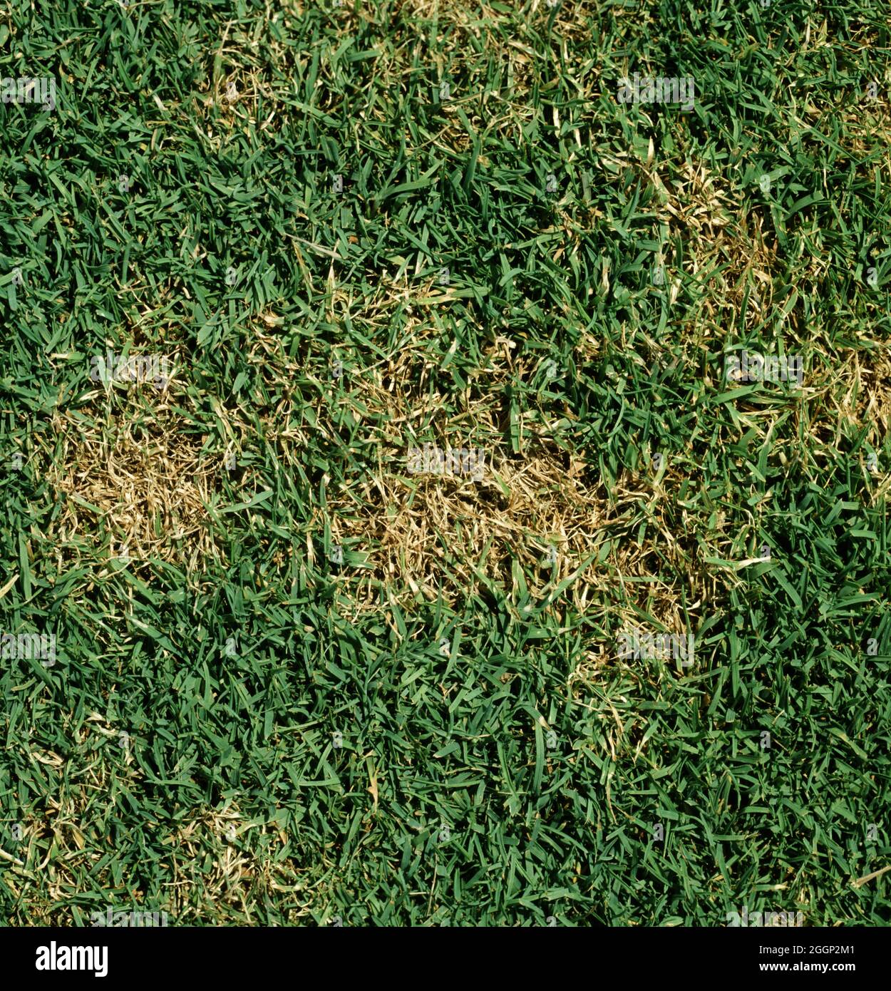 Leichte Grasflecken, die mit Dollarfleck (Clarireedia sp.) infiziert sind, auf dem Golfplatz Green, USA Stockfoto