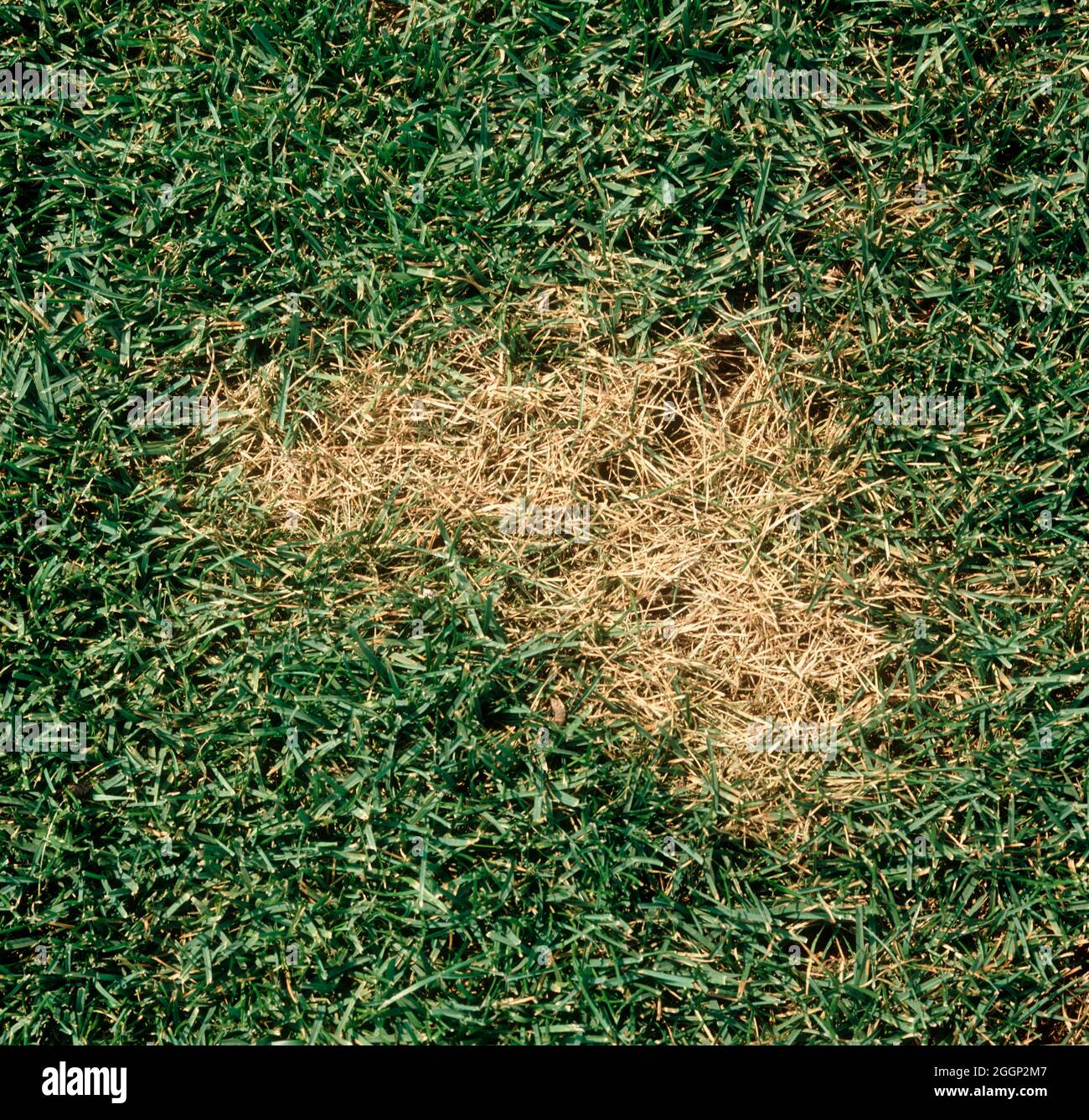 Sommerfleck (Magnaporthe poae) leichter Fleck von erkranktem Turfgras, Blaugras (POA sp.) auf einem Rasen, USA Stockfoto
