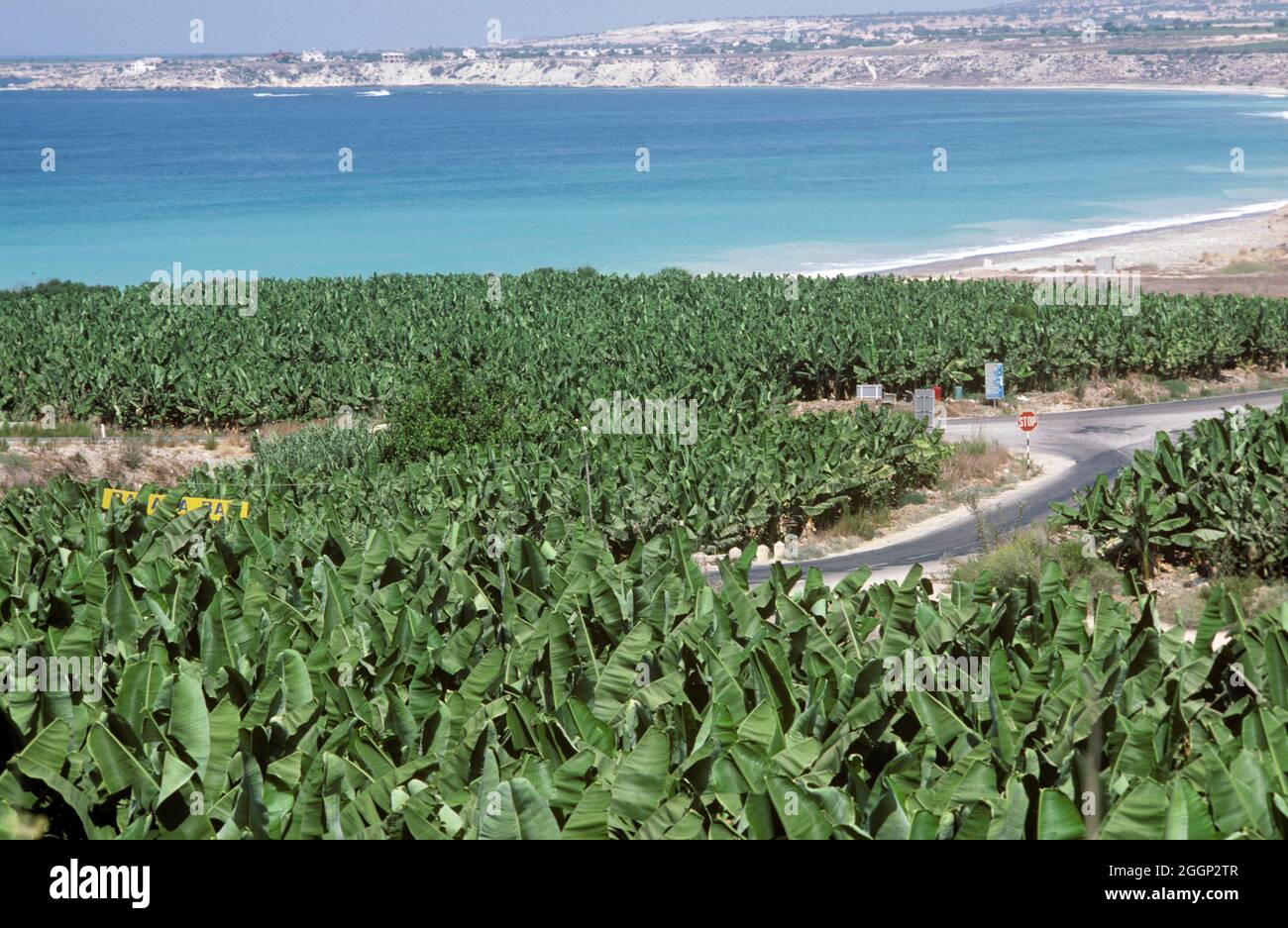 Plantage von kleinen Bananen entlang der Autobahn in der Paphos Region von Zypern mit dem Mittelmeer hinter Stockfoto