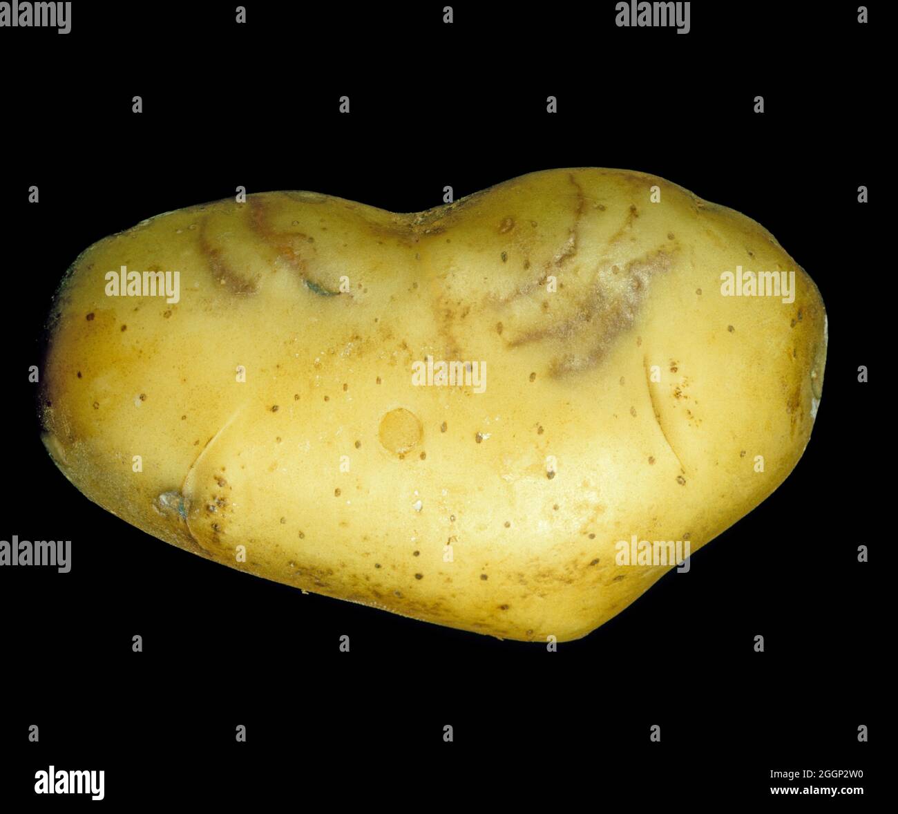 Äußere Haut einer Kartoffeltuber, die ein Symptom von Tabakrasseln (TRV) und Kartoffelmopp-Top-Virus PMTV zeigt Stockfoto